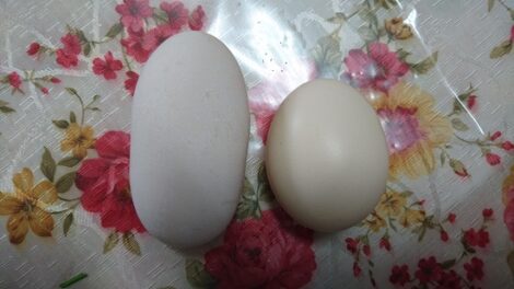 Egg Anomalies Image